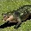 Crocodile Age of Empires II unit icon