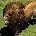 Lion Age of Empires II unit icon