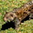 Jaguar Age of Empires II unit icon