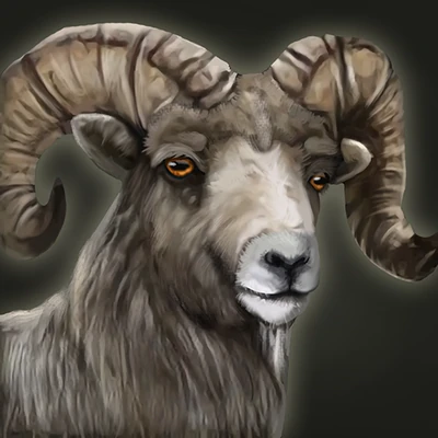 Bighorn Sheep