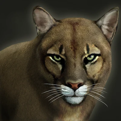 Buttercup the Pet Cougar