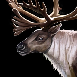 Caribou