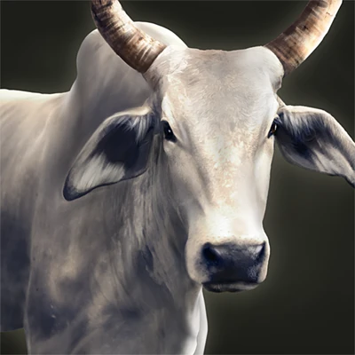 Cash Cow