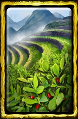 Coca Cultivation