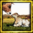 Cow Loans