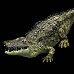 Crocodile