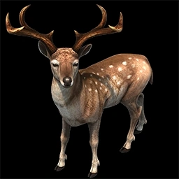 Deer