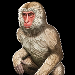 Duber the Pet Monkey