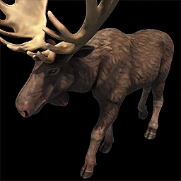 Elk