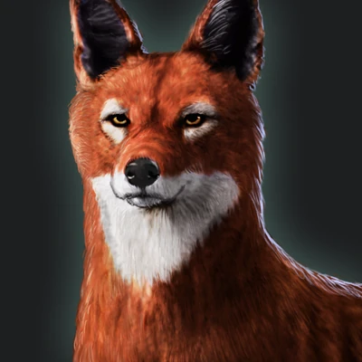 Ethiopian Wolf
