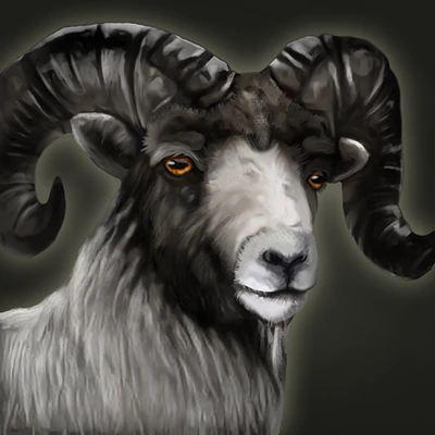 Feral Sheep