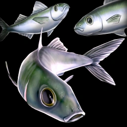 Fish - Mahi