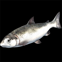 Fish - Salmon