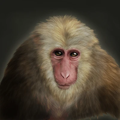 Freitag the Pet Macaque