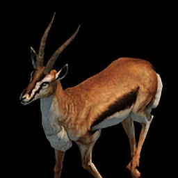 Gazelle