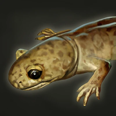 Giant Salamander