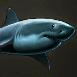 Great White Shark