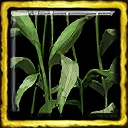 Green Corn Ceremony