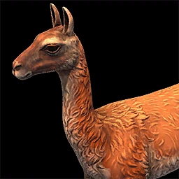 Guanaco