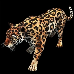 Janey the Pet Jaguar