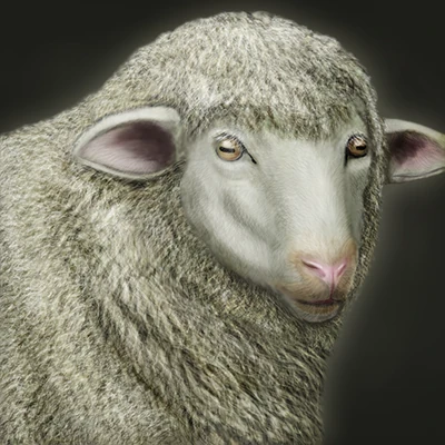 Lamb of the Creator