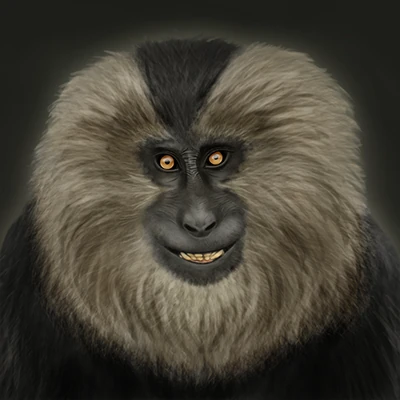 Lion-Tailed Macaque
