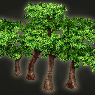 Mango Grove