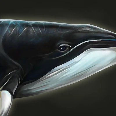 Minke Whale