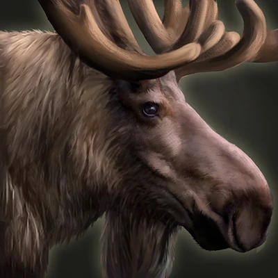 Moose