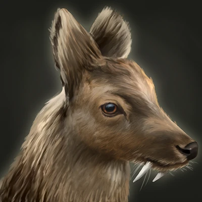 Musk Deer