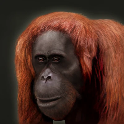 Old Doug the Orangutan