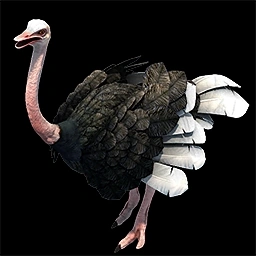 Ostrich