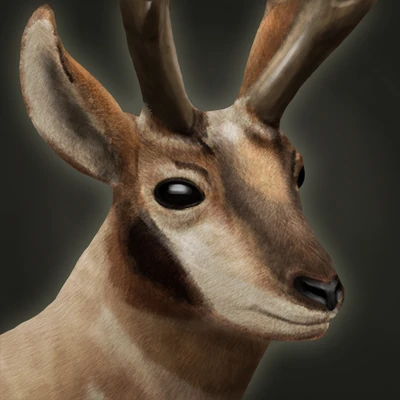Pronghorn