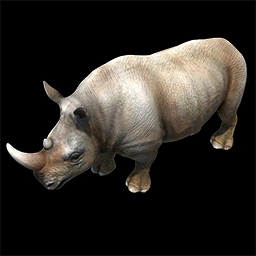 Randy the Pet Rhino