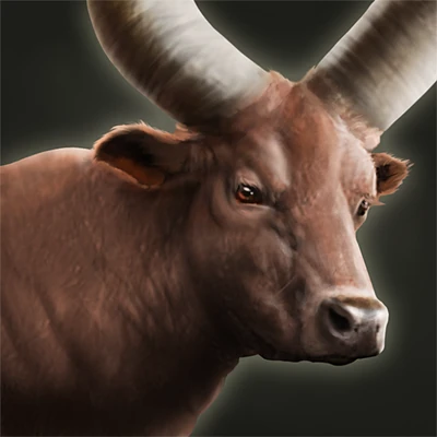Sanga Cattle
