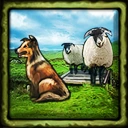 Scottish Sheep Culture