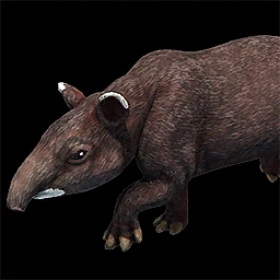 Tapir