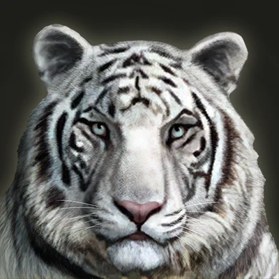Wagner the Pet White Tiger