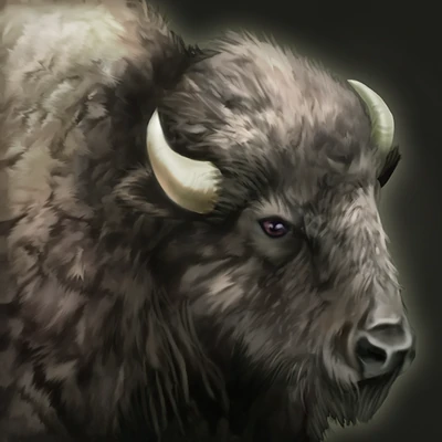 White Buffalo