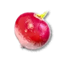 Radish
