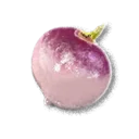 Turnip