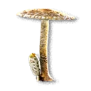 Parasol Mushroom