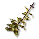 Perilla