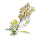 Tansy