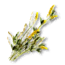 Yellow Sweet Clover