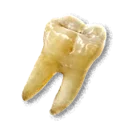Teeth